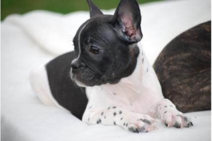 Reinrassige Französische Bulldog Welpen