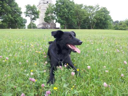 LOLA IMMER NOCH VERMISST