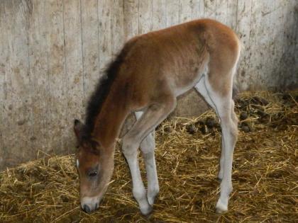 Suche Reitbeteiligung/Pflegepferd