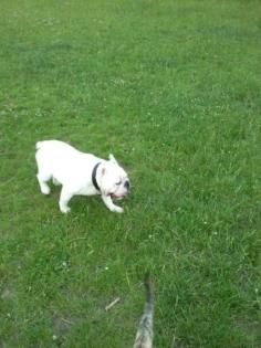 11 monat alter rüde in weiss englische bulldogge