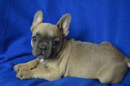 Französische Bulldogge mit Papiere   in Farbe blau, lavendel, weiß-blau