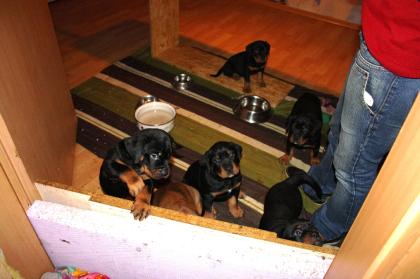 Rottweiler-Mix sucht liebe Familie