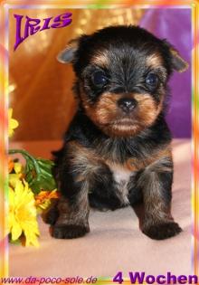 Yorkshire Terrier Welpen zu verkaufen