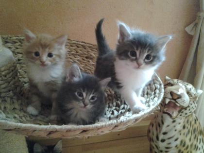 Norwegische Waldkatzen Babys mit viel Fell und  sch nen Luxpinsel