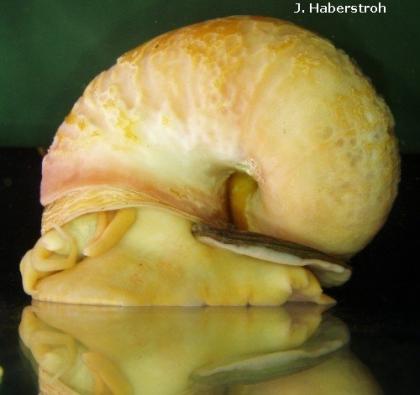 Kaufe Apfelschnecke  pomacea canaliculata  Zahle richtig gut