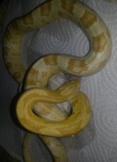 Kornnatter - NZ2021 aus der Verpaarung Butter, Ghost oder Bloodred u. Caramel