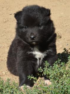 Finnische Lapphund