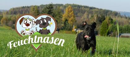 Umfrage:  Braucht Pirna einen Hundespielplatz? 