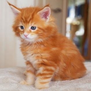  Wunderschöne Maine Coon Kitten mit Papieren