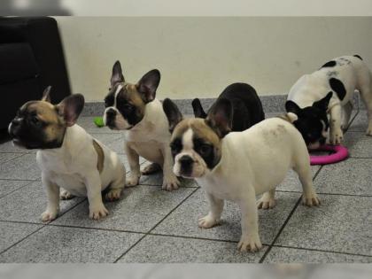 Französische Bulldogge Welpen