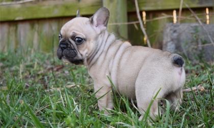 Französische Bulldoggen Welpen mit Papieren 