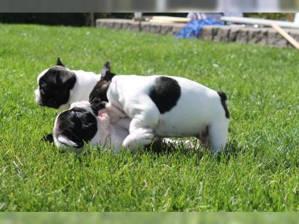  Französische BulldoggenWelpe mit Papieren