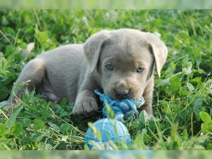 Zuckersüße Labrador-Welpen suchen ein neues zuhause