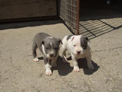 American Staffordshire Terrier Welpen mit GBF/ VDH/ FCI Papieren