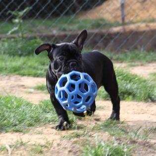 Französische Bulldoggen