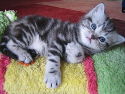 Britisch Kurzhaar Babys silver-tabby