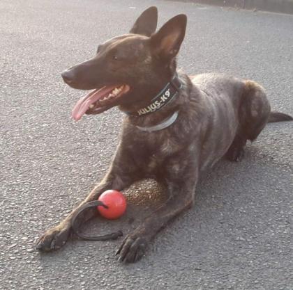 Hollandse Herder Hündin sucht