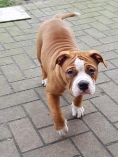 Continental Bulldoggen mix 