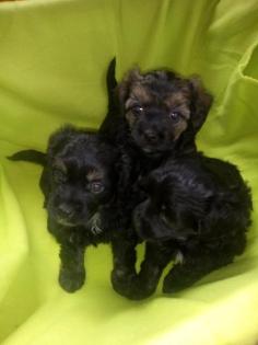 Chinese crested powderpuff
