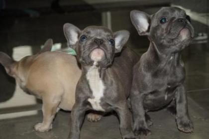 Französische Bulldogge blau 