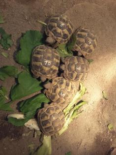 Griechische Landschildkröten Babys NZ 019 (Testudo hermanni) mit Cites und Fotod