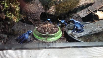 Dendrobates Azureus