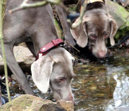 Wurfankündigung Weimaraner silber