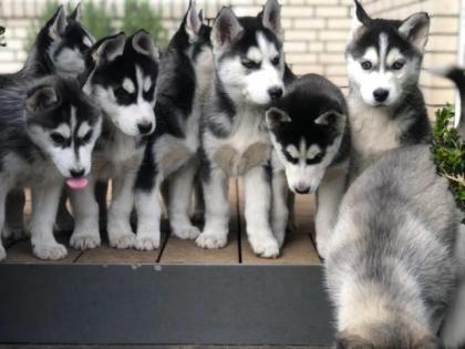 Siberian Huskywelpen mit Kennel Club Papieren.