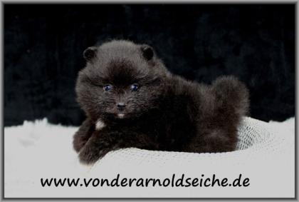 Pomeranianwelpen schwarz