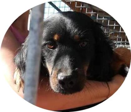 PANNA -  45 cm - ÄNGSTHÄSCHEN SUCHT ZUHAUSE! (aus dem Tierschutz)