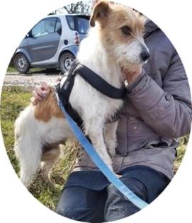 PICUR - 38 cm - TRAUMHUND IN NOT! (aus dem Tierschutz)