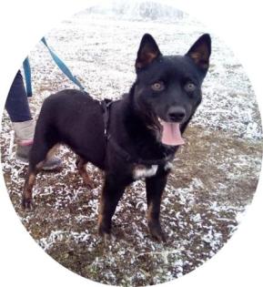 TURBO -  10 MONATE - TRAUMHUND IN NOT! (aus dem Tierschutz )
