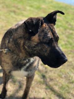 Murat ...Holländischer Schäferhund Mix