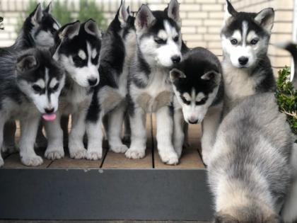 Reinrassigen Siberian Husky Welpen