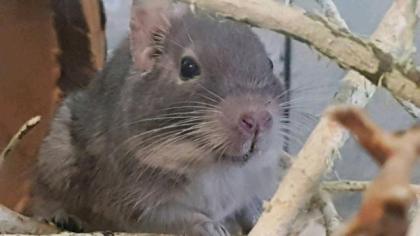 Degu Männchen Grau zu verschenken