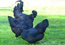 Ayam Cemani Bruteier