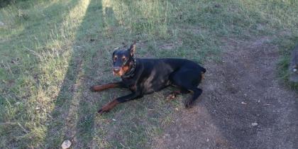 Dobermann 