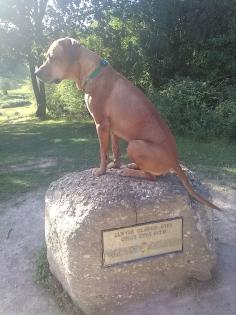 Ridgeback Hündin für Nachwuchs im Raum Freiburg gesucht