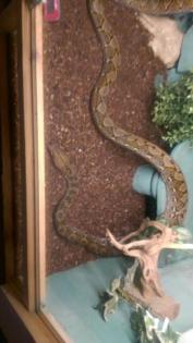 Carompa Retic 