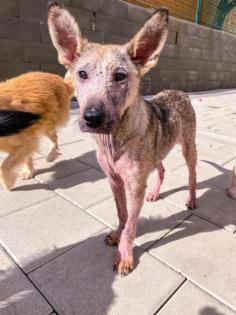 Kalypso sucht ein zuhause 