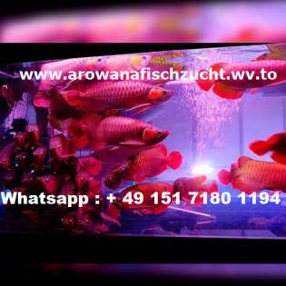 Gesund Arowana Fisch zu verkaufen