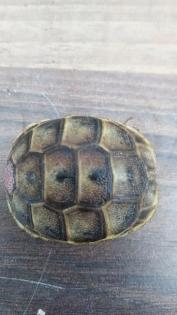 3 Testudo graeca