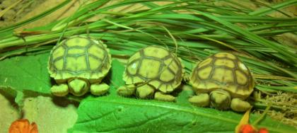 Sulcata  Spornschildkröte  Nachzucht2021