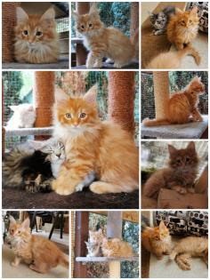 Main Coon Norweger Mix Kitten