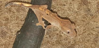 0.0.2 Correlophus Ciliatus , Kronengecko , Gecko