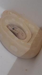 VB | Königspython W | blue-eyed leucistic | pastell mojave/crystal