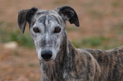 Brenda sucht ein neues zu Hause