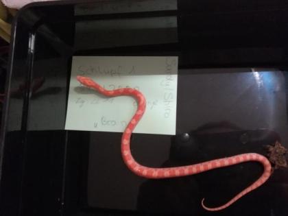 Kornnatter (Pantherophis guttatus) Jungtiere