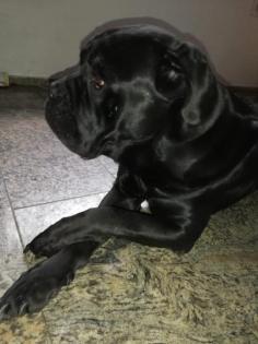 Cane Corso Schwarz 