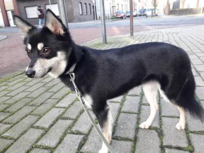 Alaskan Klee Kai Miniatur Husky 9 Monate